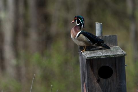 Wood Duck on Nesting Box
