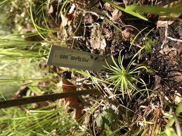 Tree seedling